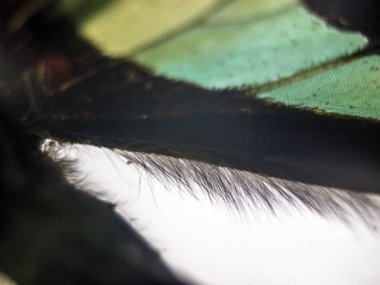 Doğadan bitki parçası