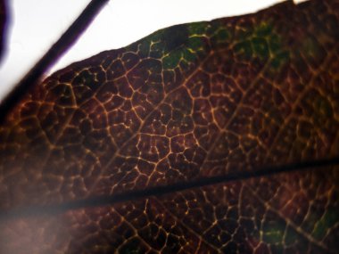 Doğadan bitki parçası