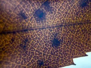 Doğadan bitki parçası