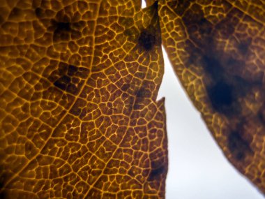 Doğadan bitki parçası