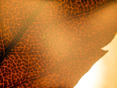 Doğadan bitki parçası