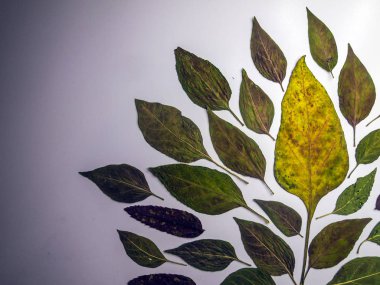 Doğadan bitki parçası