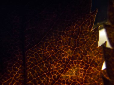 Doğadan bitki parçası