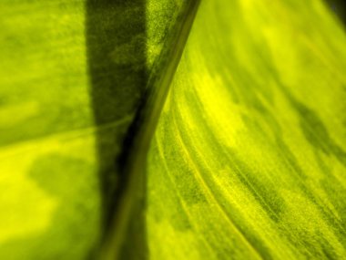 Doğadan bitki parçası