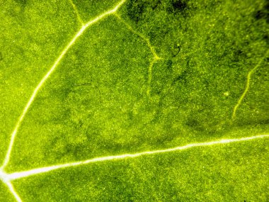 Doğadan bitki parçası