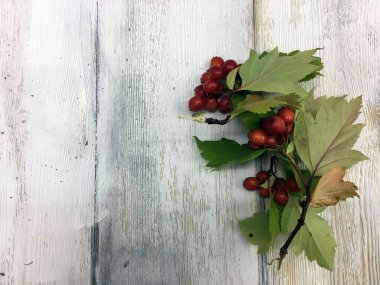 Doğadan bitki parçası