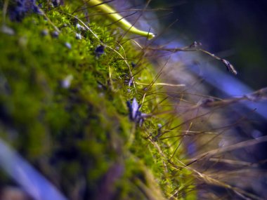 Doğadan bitki parçası