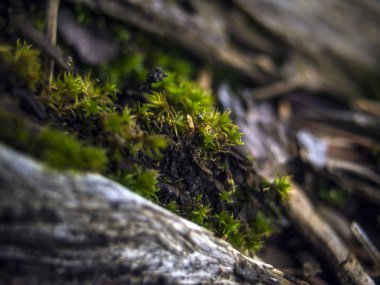 Doğadan bitki parçası
