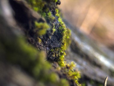 Doğadan bitki parçası