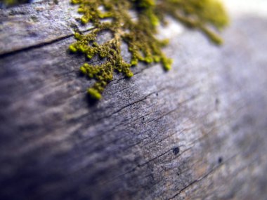 Doğadan bitki parçası