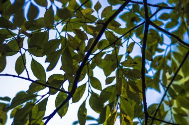 Doğadan bitki parçası