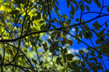 Doğadan bitki parçası