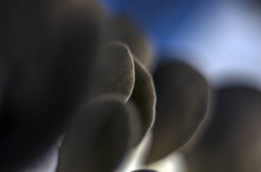 mantar orman bölgesi