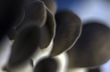 mantar orman bölgesi