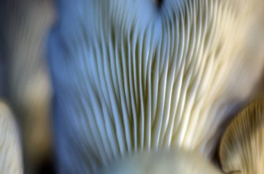 mantar orman bölgesi