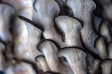 mantar orman bölgesi