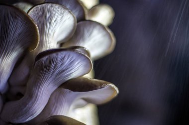 mantar orman bölgesi