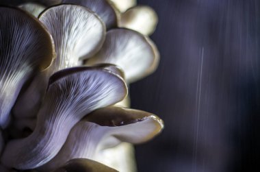 mantar orman bölgesi