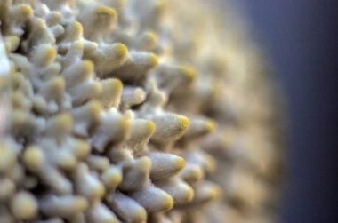 mantar orman bölgesi