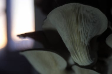 mantar orman bölgesi