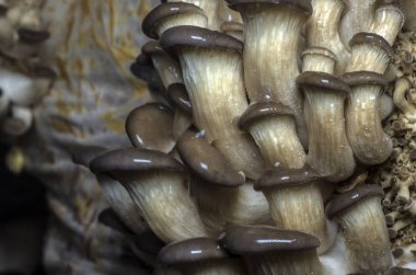 mantar orman bölgesi