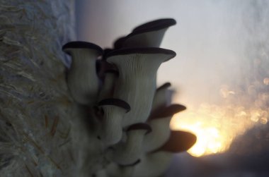 mantar orman bölgesi