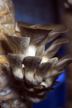 mantar orman bölgesi