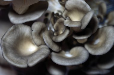 mantar orman bölgesi