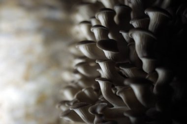 mantar orman bölgesi