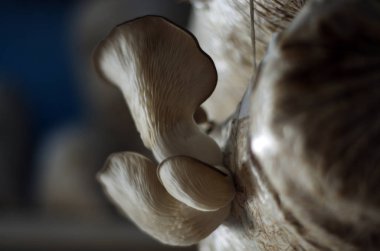 mantar orman bölgesi