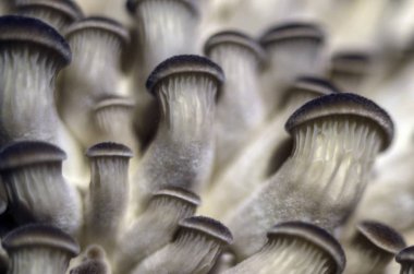 mantar orman bölgesi