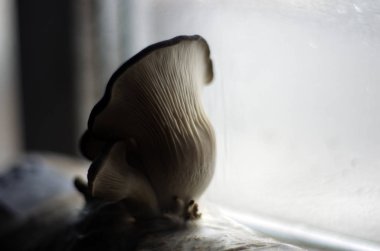 mantar orman bölgesi