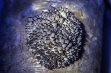 mantar orman bölgesi