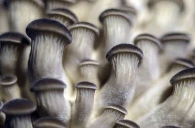 mantar orman bölgesi