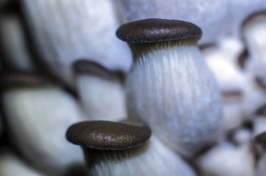 mantar orman bölgesi