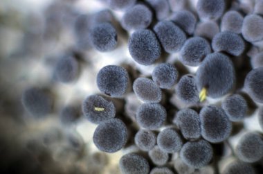 mantar orman bölgesi