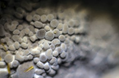 mantar orman bölgesi