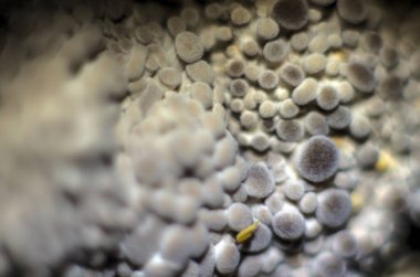 mantar orman bölgesi