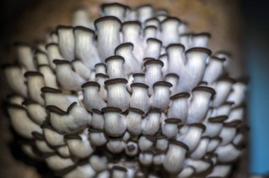 mantar orman bölgesi