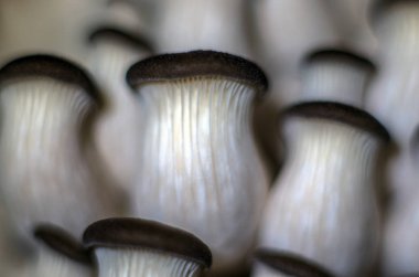 mantar orman bölgesi