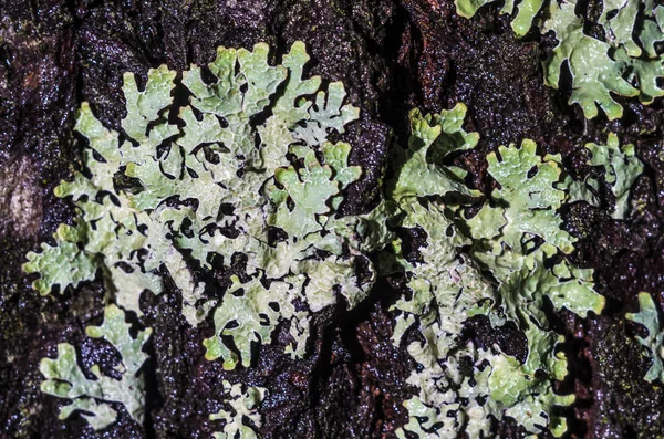 Doğadan bitki parçası