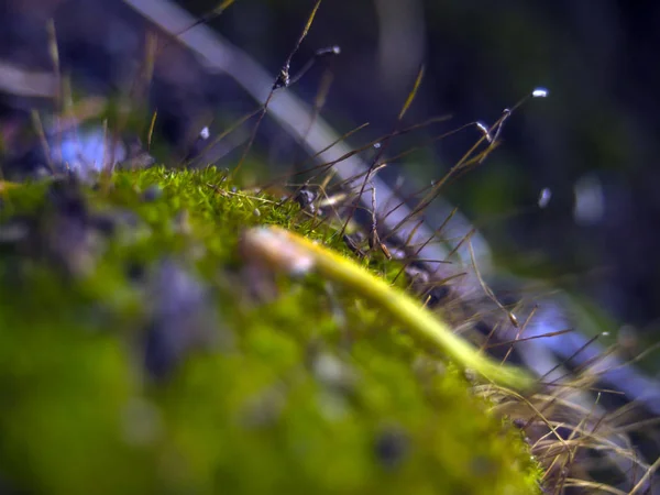 Doğadan Bitki Parçası — Stok fotoğraf