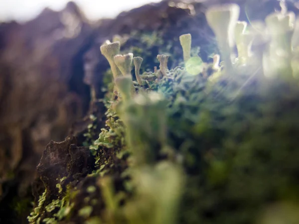 Teil Der Pflanzen Aus Der Natur — Stockfoto