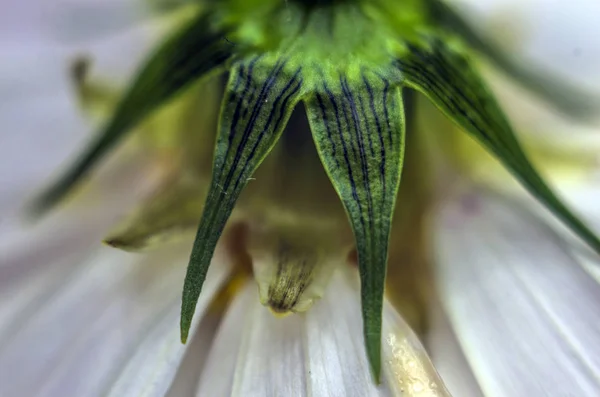 Teil Der Pflanzen Aus Der Natur — Stockfoto