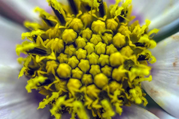 Teil Der Pflanzen Aus Der Natur — Stockfoto