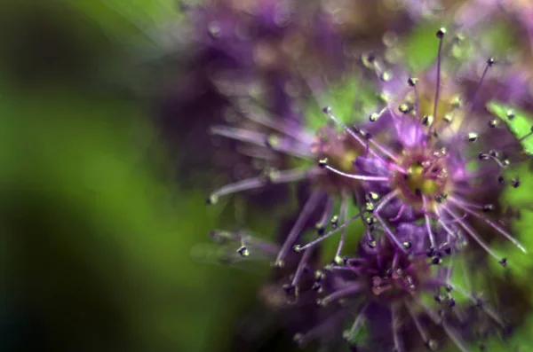 植物自然の一部 — ストック写真