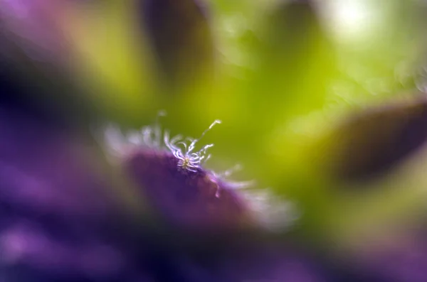 植物的一部分从自然 — 图库照片