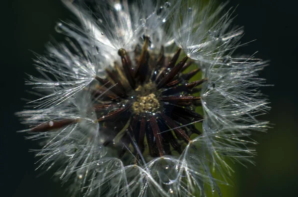 Parte Plantas Naturaleza — Foto de Stock