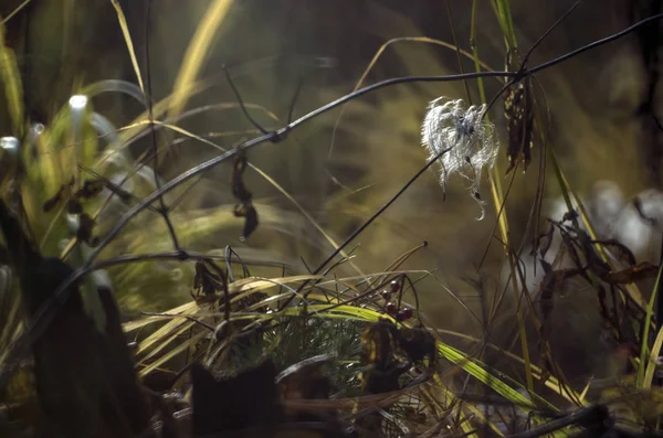 Del Växter Från Naturen — Stockfoto