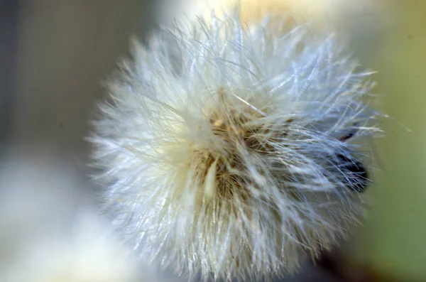 Del Växter Från Naturen — Stockfoto